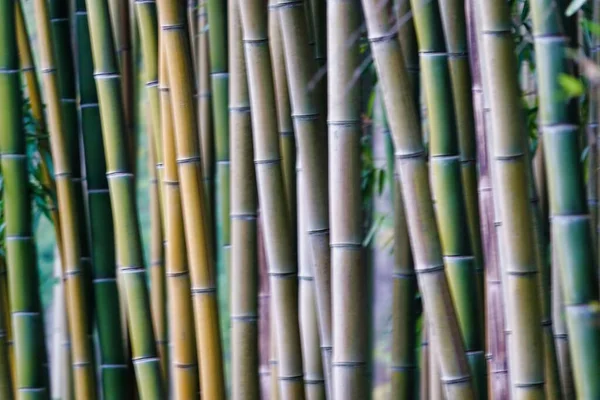 Achtergrond Van Bamboe Foto Als Achtergrond Digitale Afbeelding — Stockfoto