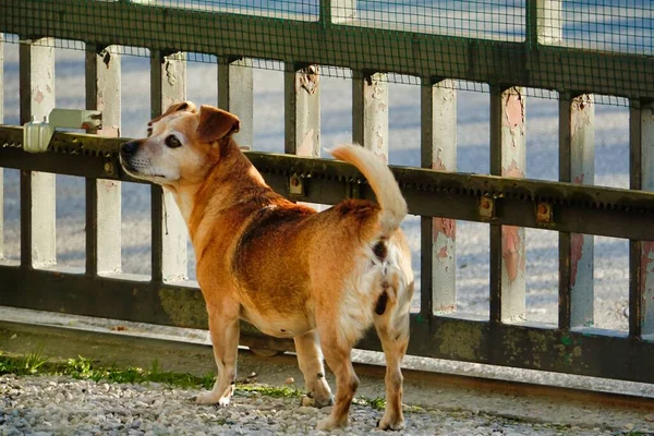 Σκύλος Στο Δρόμο Φωτογραφία Φόντο Ψηφιακή Εικόνα — Φωτογραφία Αρχείου