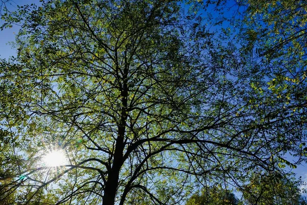 Větve Stromů Zeleném Lese — Stock fotografie