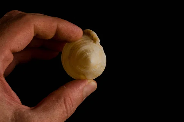 Close-up of shell seashell Object on a black Background