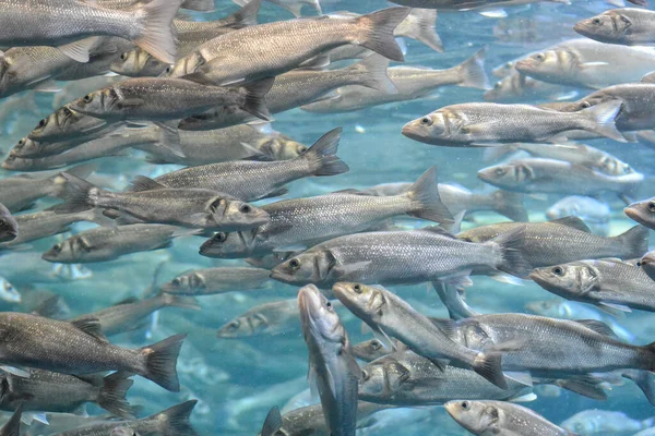 Scuola Subacquea Pesce Grigio Argento Acquario — Foto Stock