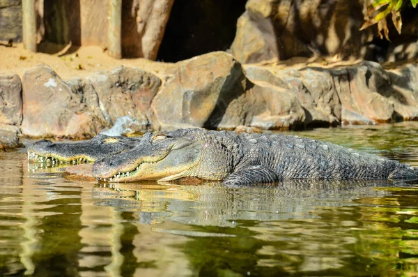 Big Brown Yellow Amphibian Prehistoric Crocodiles — Stock Fotó
