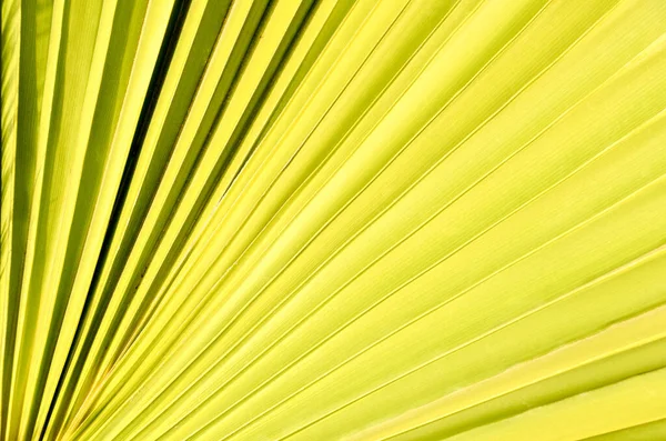 夏季热带加那利绿棕榈叶背景 — 图库照片