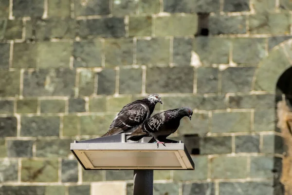 울타리 비둘기 아름다운 디지털 — 스톡 사진