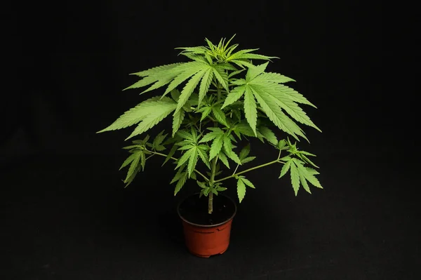 Cannabis Bimbók Egy Edényben Fekete Háttér Stock Kép