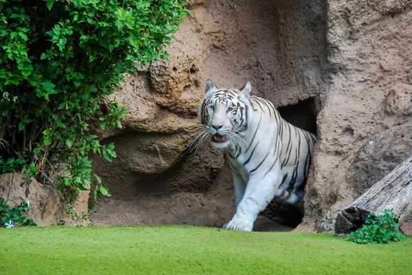 Tygr Zoo Krásný Digitální Foto — Stock fotografie