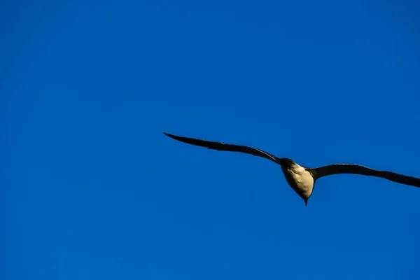 Красивый Вид Небо Летящей Птицей — стоковое фото