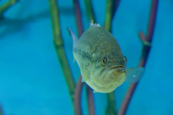 Akvaryumdaki Balık Güzel Dijital Fotoğraf — Stok fotoğraf