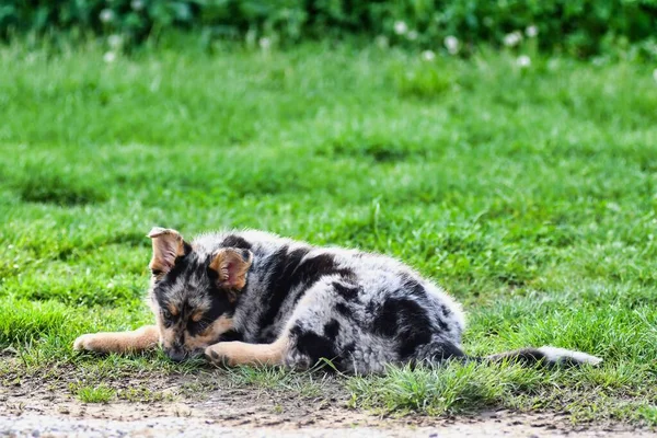 Közelről Kilátás Aranyos Kiskutya — Stock Fotó