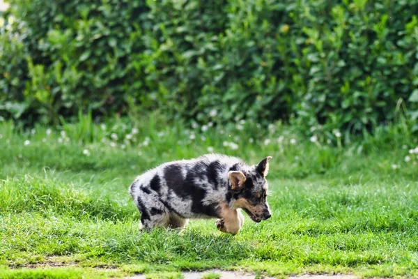 Молодая Собака Играет Парке — стоковое фото