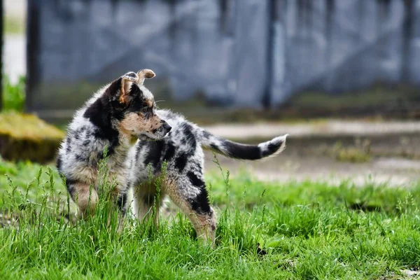 Σκύλος Στο Γρασίδι Φωτογραφία Φόντο Ψηφιακή Εικόνα — Φωτογραφία Αρχείου