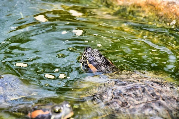 Foto Foto Red Eared Terrapin Trachemys Scripta Elegans Tortuga — Foto de Stock