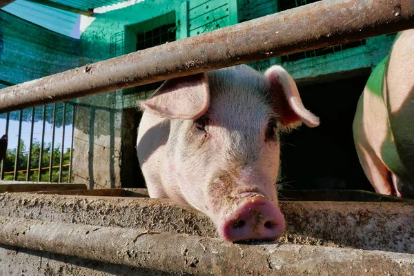 pig in farm, photo as a background, digital image