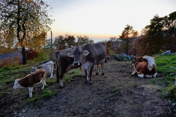 Vacas Campo Foto Como Fundo Imagem Digital — Fotografia de Stock