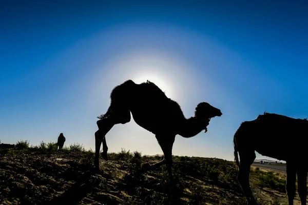 Çöldeki Deve Silueti Güzel Dijital Fotoğraf — Stok fotoğraf