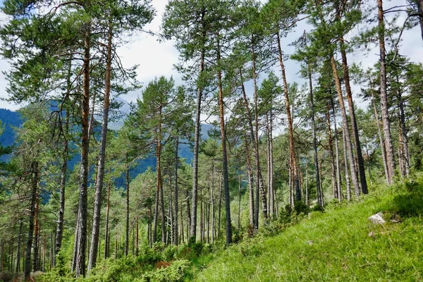 Puut Metsässä Valokuva Taustalla Digitaalinen Kuva — kuvapankkivalokuva