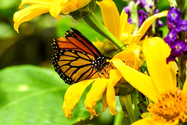 Butterfly Flower Summer Nature — Photo