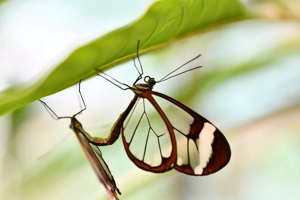 Krásný Motýl Zeleném Pozadí — Stock fotografie