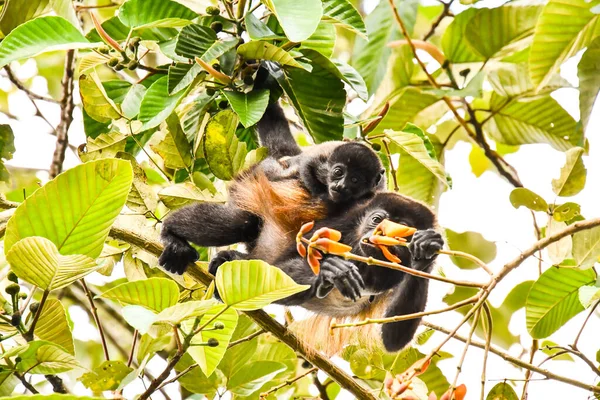 Monkeys Arenal Volcano Area Costa Rica — Stockfoto