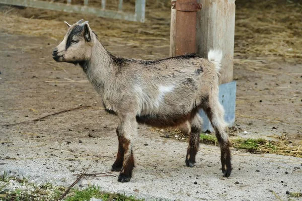 goat on the farm, photo as a background, digital image