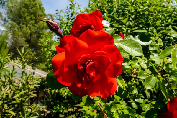 Фотографія Красивого Квітучого Фону Квітки Троянди — стокове фото