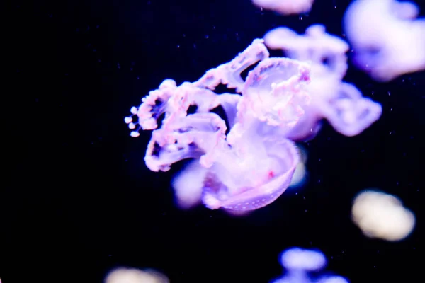 Jellyfish Black Background — Stock Photo, Image