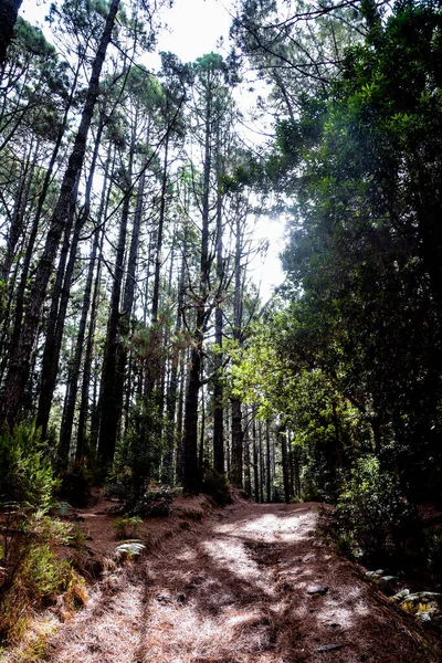 Лесной Пейзаж Сосны Тропа Зеленая Листва — стоковое фото