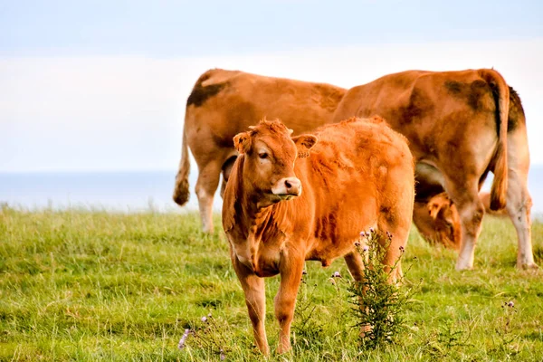 Vacas Pastam Prado Paisagem Rural — Fotografia de Stock
