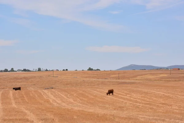 Picturesque View Agriculture Scene — Foto de Stock