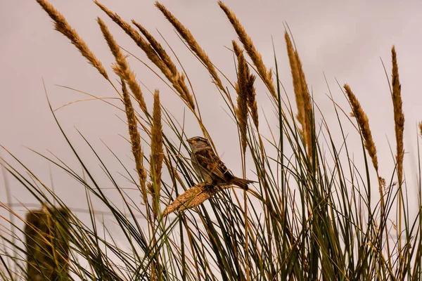 Photo Picture Scenic Photography Landscape European Natural Countryside Sparrow Bird — Stock Photo, Image