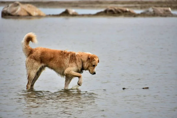Kutya Játszik Vízzel Strandon — Stock Fotó