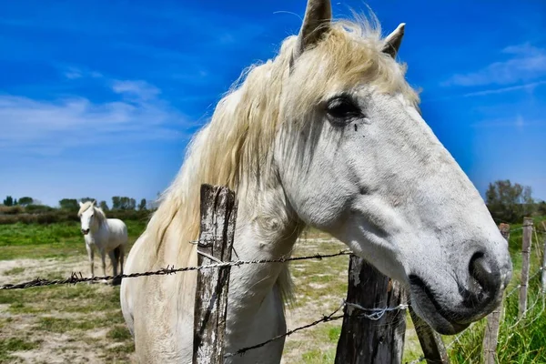 牧草地に美しい白い馬が — ストック写真