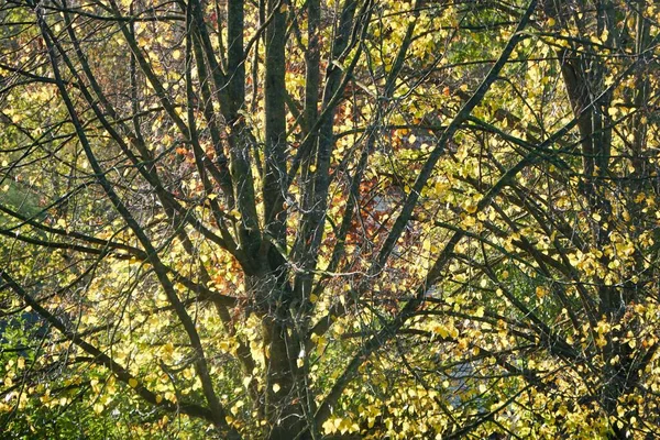 Autumn Leaves Fall Season Trees — Stock Photo, Image