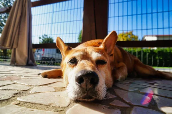 Портрет Крупным Планом Милой Собаки Лежащей Земле — стоковое фото
