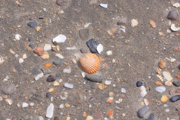 Muscheln Strand — Stockfoto