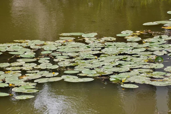 Schöne Weiße Blumen Wasser — Stockfoto