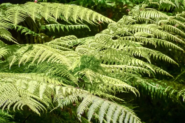 Лесу Листья Папоротника — стоковое фото