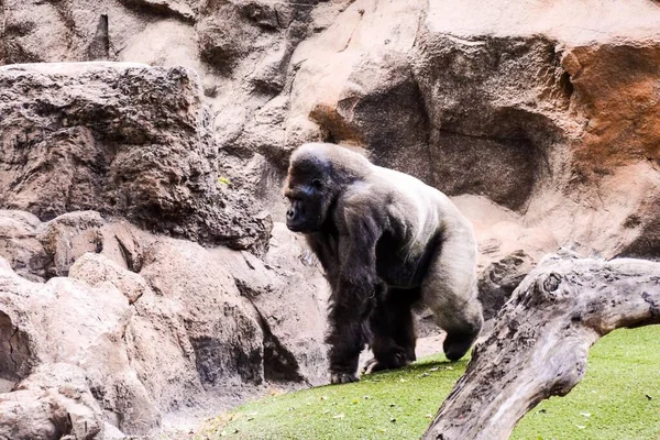 Gros Plan Gorille Dans Zoo — Photo