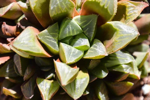 Detail Kaktusu — Stock fotografie