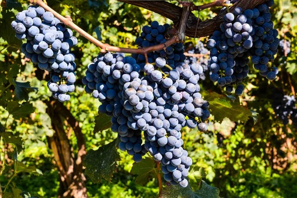 Rijpe Druiven Wijngaard — Stockfoto