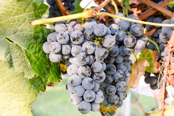 Grapes Vineyard Close Macro Shot — Fotografia de Stock
