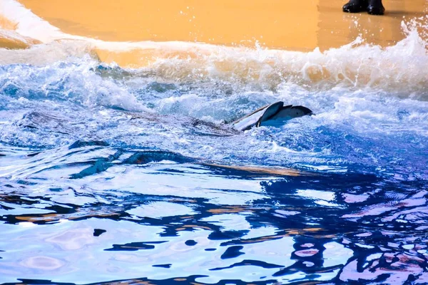 Delfín Saltando Piscina —  Fotos de Stock