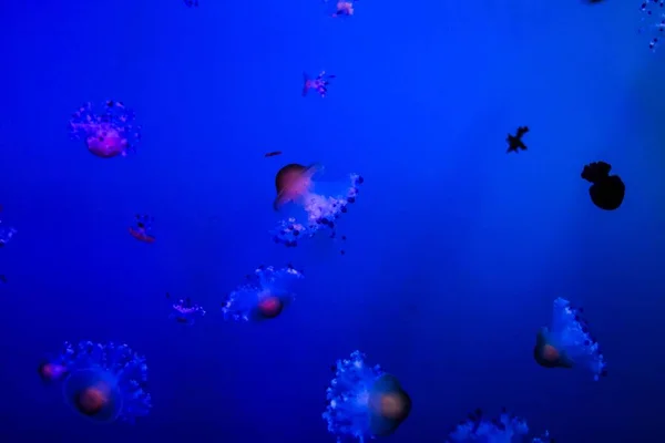 Jellyfish Underwater Sea Background — Stock Photo, Image