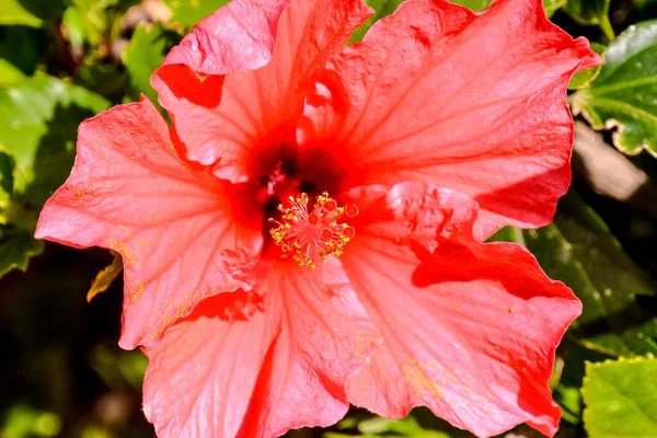 Bellissimo Fiore Rosso Giardino — Foto Stock