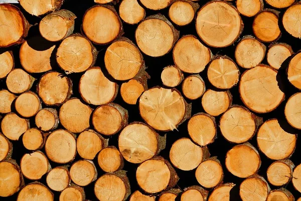 Pile Logs Stacked Wood Background — Stockfoto