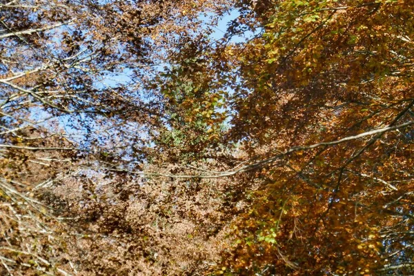 Herbstwald Mit Gelben Blättern — Stockfoto