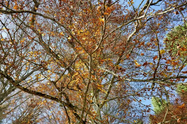 Autumn Leaves Forest — Stock Photo, Image