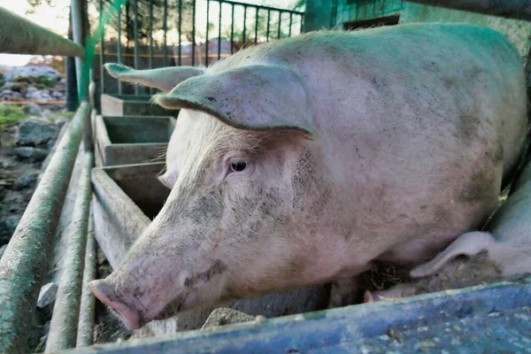 close up of cute pig in farm