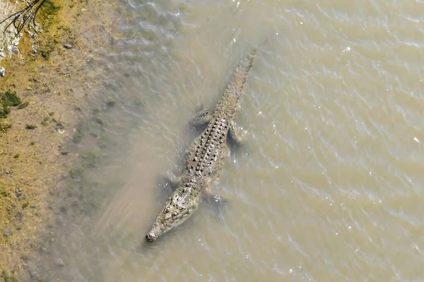 Crocodile Dans Eau — Photo