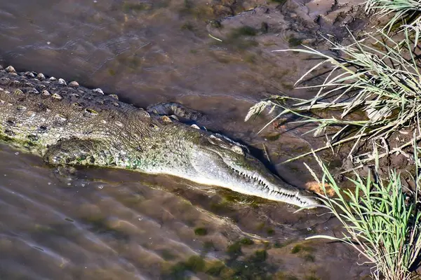 Krokodil Vattnet — Stockfoto